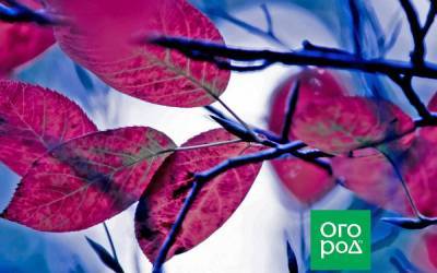 5 деревьев и кустарников с фиолетовой и красной листовой – расставляем акценты в саду - sadogorod.club