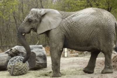 В польском зоопарке решили накормить слониху экстрактом конопли из-за депрессии - mur.tv