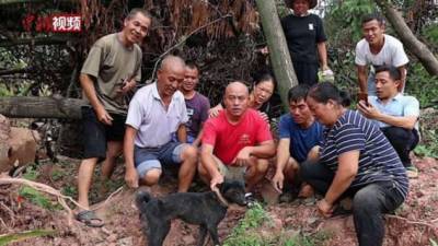 Собака чудом выжила, проведя 37 дней под руинами дома - chert-poberi.ru - China - провинция Гуйчжоу