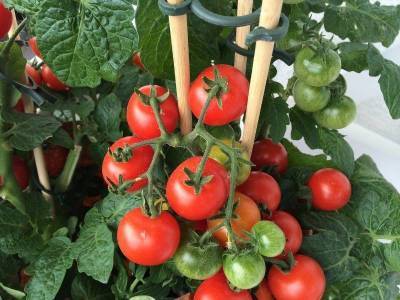 4 особенности ухода за томатами в августе - sadogorod.club