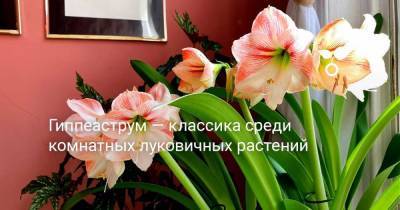 Гиппеаструм — классика среди комнатных луковичных растений - sadogorod.club