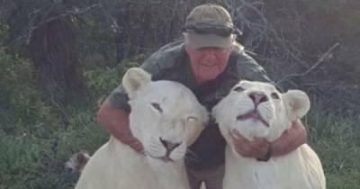 Белые львицы убили своего спасителя, который их вырастил - mur.tv - Юар