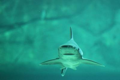 Рыбаки случайно поймали акулу в Охотском море - mur.tv - Магадан