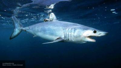 Российские рыбаки поймали крупную акулу - mur.tv