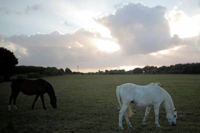 Во Франции произошла череда загадочных убийств лошадей - mur.tv - Франция