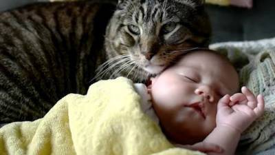 Сеть растрогало знакомство кошки с новорожденным ребенком (видео) - mur.tv