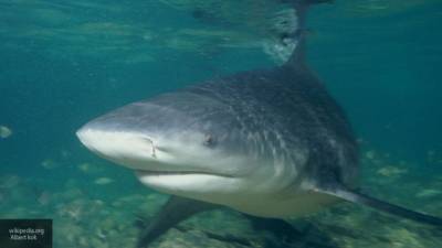Рыбаки в Охотском море поймали 150-килограммовую сельдевую акулу - mur.tv - Магадан
