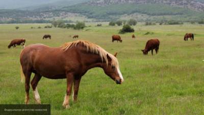 Полиция Франции расследует череду загадочных убийств лошадей - mur.tv - Франция