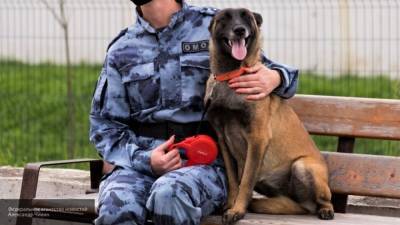 Собака отыскала аптечного грабителя в Москве - mur.tv - Москва