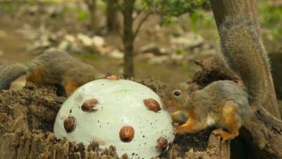 В японском зоопарке белкам предложили грецкие орехи в ледышке. - mur.tv
