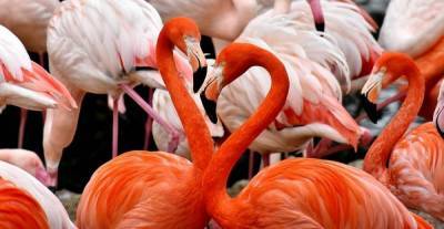 Почему фламинго называют огненной птицей? - lifehelper.one