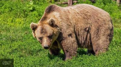 Медвежонок испугался городской суматохи в Прикамье - mur.tv - Березники