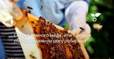 Секрет тёмного мёда, или Как мои пчелы медвяную росу собирают - sadogorod.club - Хабаровский край
