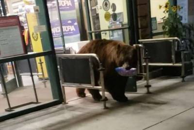 Медведь стащил пачку чипсов во время «налёта» на магазин (2 фото + 1 видео) - chert-poberi.ru - Сша - штат Калифорния
