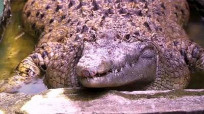 200-килограммовый крокодил, проживающий в индонезийской семье - chert-poberi.ru - Индонезия