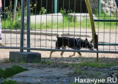В Екатеринбурге полиция разбирается с живодером, избившим собаку в лифте дома - mur.tv - Россия - Екатеринбург