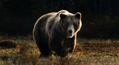 «Не мешай тете»: медведица поругала детеныша, который залез к людям - milayaya.ru - штат Северная Каролина