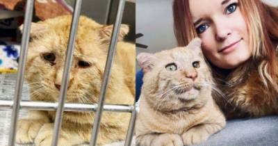 Брюс Уиллис - Брюс Уиллис, самый грустный кот: жизнь до и после - mur.tv