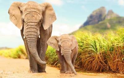 В Зимбабве загадочно погибли 11 слонов - mur.tv - Зимбабве