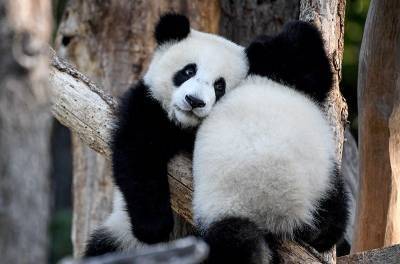 Панды-близнецы из берлинского зоопарка отпраздновали первый год жизни - mur.tv - Германия