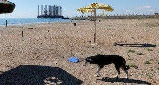 Зоозащитники назвали убийства собак в Баку следствием пробелов в законодательстве - mur.tv - Баку - Азербайджан