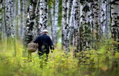 6 вещей, которые запрещено делать, заблудившись в лесу - chert-poberi.ru