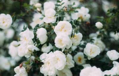 Как избавить листья розы от черных пятен без химии: полезные советы - milayaya.ru