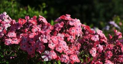 ФОТО: В Национальном ботаническом саду в Саласпилсе вовсю цветут флоксы - sadogorod.club