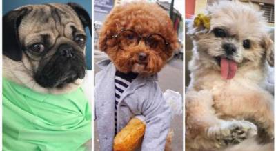 Самые популярные собаки Инстаграма. В них нельзя не влюбиться - milayaya.ru - Нью-Йорк