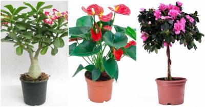 Красота и опасность в одном растении: с этими цветами следует быть осторожным - lifehelper.one