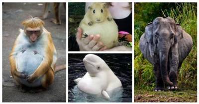 25 фото на случай, если вы не знали как мило выглядят беременные животные (25 фото) - chert-poberi.ru
