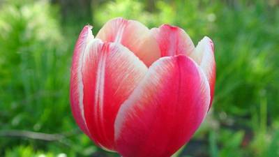 Тюльпаны. Выращивание и уход тюльпанов. Посадка и подкормка весной. Выгонка тюльпанов - prelest.com