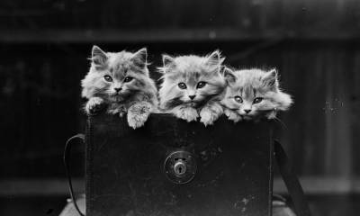 Кошки, изменившие мир: 8 удивительных историй - marieclaire.ru - Китай - Англия