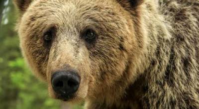 Молодой медведь попытался залезть в жилой дом — и не понял, почему ему не рады - milayaya.ru - штат Калифорния