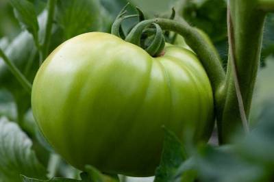 5 простых способов дозаривания томатов дома - sadogorod.club
