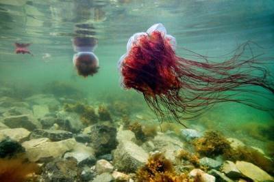 В Ирландии встретили самую большую медузу - mur.tv - Ирландия