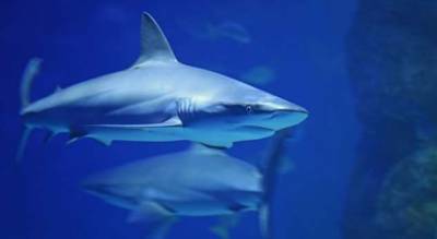 «Заклинательница акул»: дайвер голыми руками достает крючки из пасти хищников - milayaya.ru