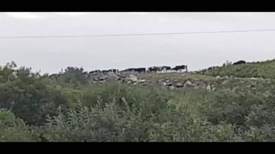 Пастух на лошади пасет коров на свалке в Южно-Сахалинске - mur.tv - Южно-Сахалинск
