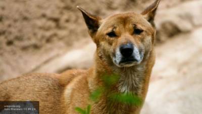 Предков новогвинейских поющих собак обнаружили ученые - mur.tv - Гвинея