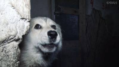 Воркутинский приют для собак нуждается в помощи. - mur.tv