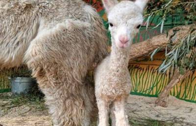 В приехавшем в Улан-Удэ гастролирующем зоопарке родился детёныш альпака - mur.tv - республика Бурятия - Улан-Удэ