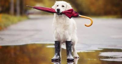 Осень, впереди дожди: как уговорить собаку погулять - mur.tv - Россия