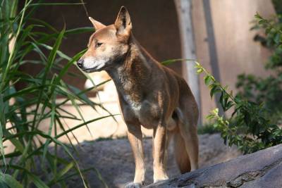 Впервые за полвека в дикой природе нашли новогвинейских поющих собак - mur.tv - Гвинея