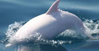 Биологи научились различать свист дельфинов из разных стай - mur.tv - Намибия