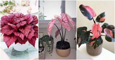 20 симпатичных розовых комнатных растения - lifehelper.one