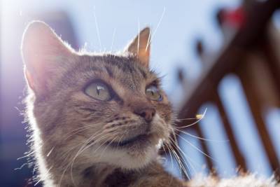 Кошачья старость что нужно знать об уходе за стареющим животным - mur.tv
