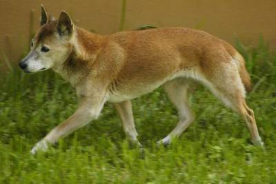 В Новой Гвинее нашли диких предков поющих собак – Cursorinfo: главные новости Израиля - mur.tv - Израиль - Гвинея