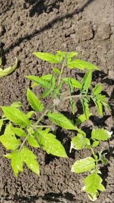 Необычный способ посадки томатов осенью,чтобы избежать проращивания семян и ухода за рассадой - polsov.com