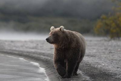 В Прикамье заметили испуганного медвежонка, гуляющего по улице - mur.tv