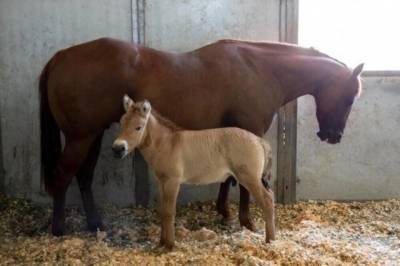 В США успешно клонировали умершую 20 лет назад лошадь Пржевальского - mur.tv - Сша - Сан-Диего